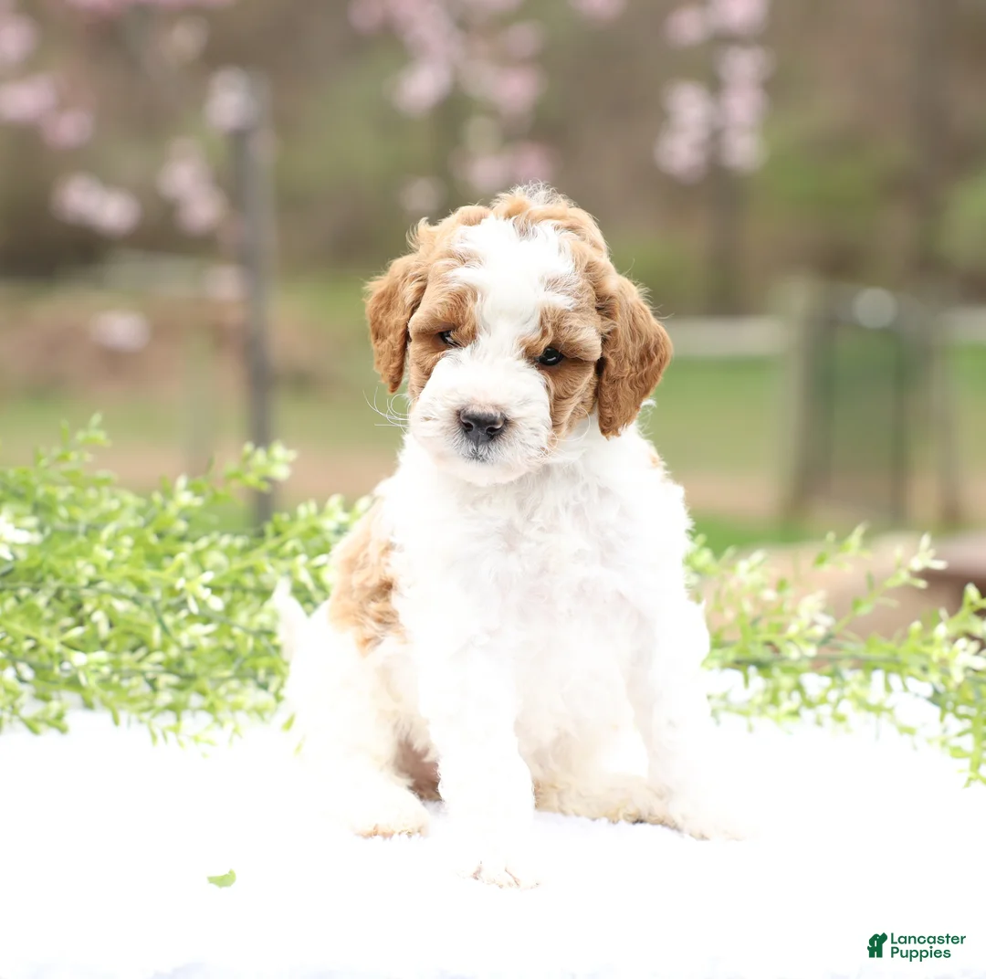 Mini Goldendoodle dogs for sale: Connie - Ad 2