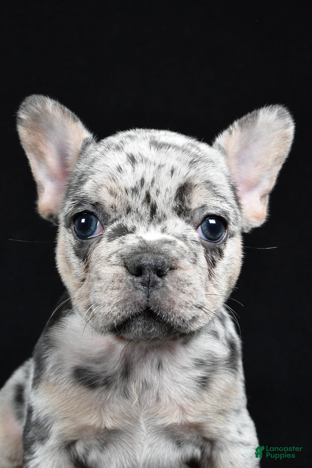 French Bulldog dogs for sale: Fiona - Ad 6