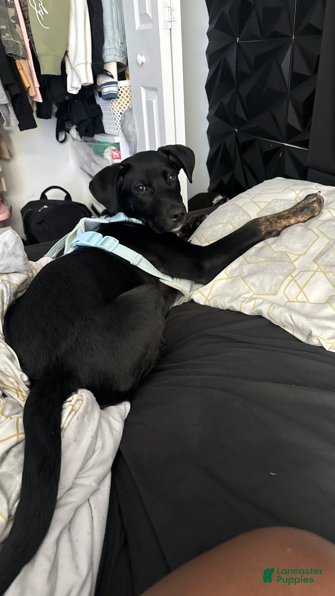 Mixed Breed dogs for sale: Mixed Breed Puppy 1 - Ad 7