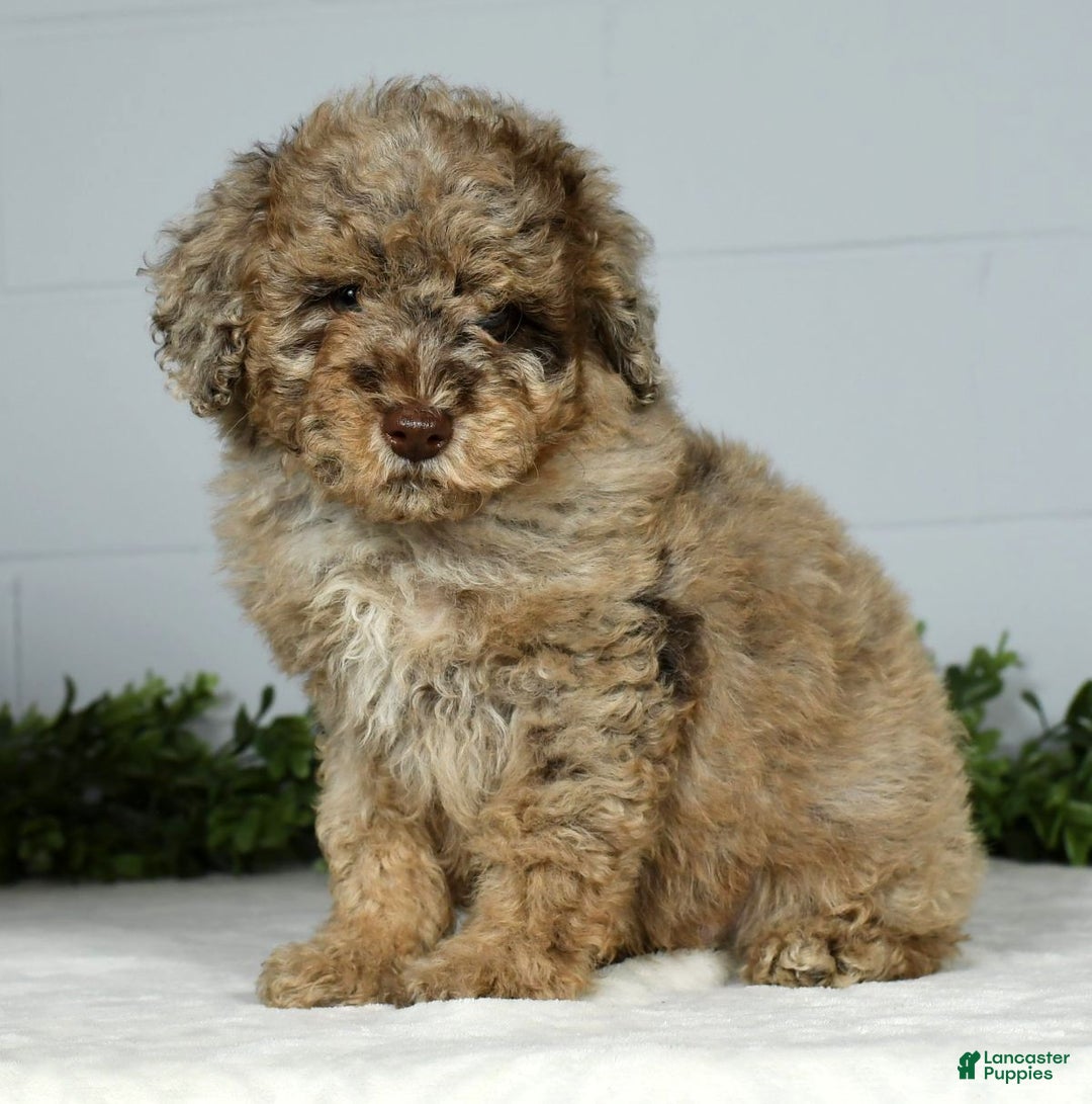 Miniature Poodle dogs for sale: Jake - Ad 1