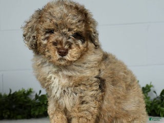 Miniature Poodle dogs Jake - Ad 42