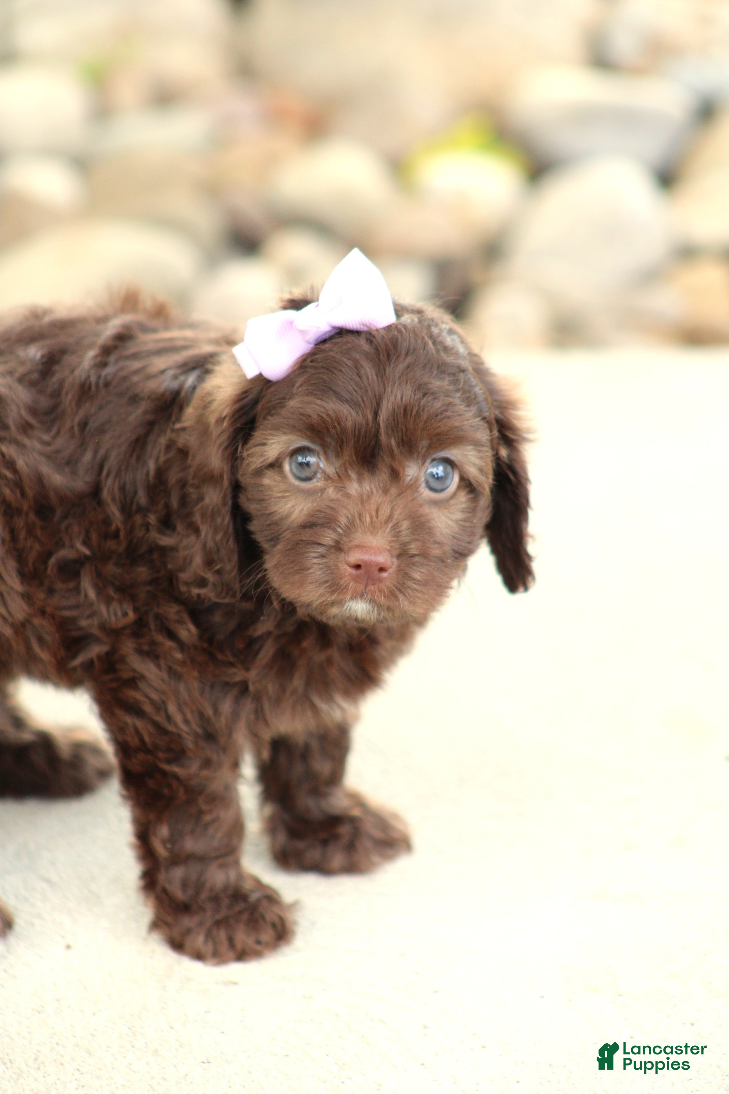 Cavapoo dogs Layla - Ad 1