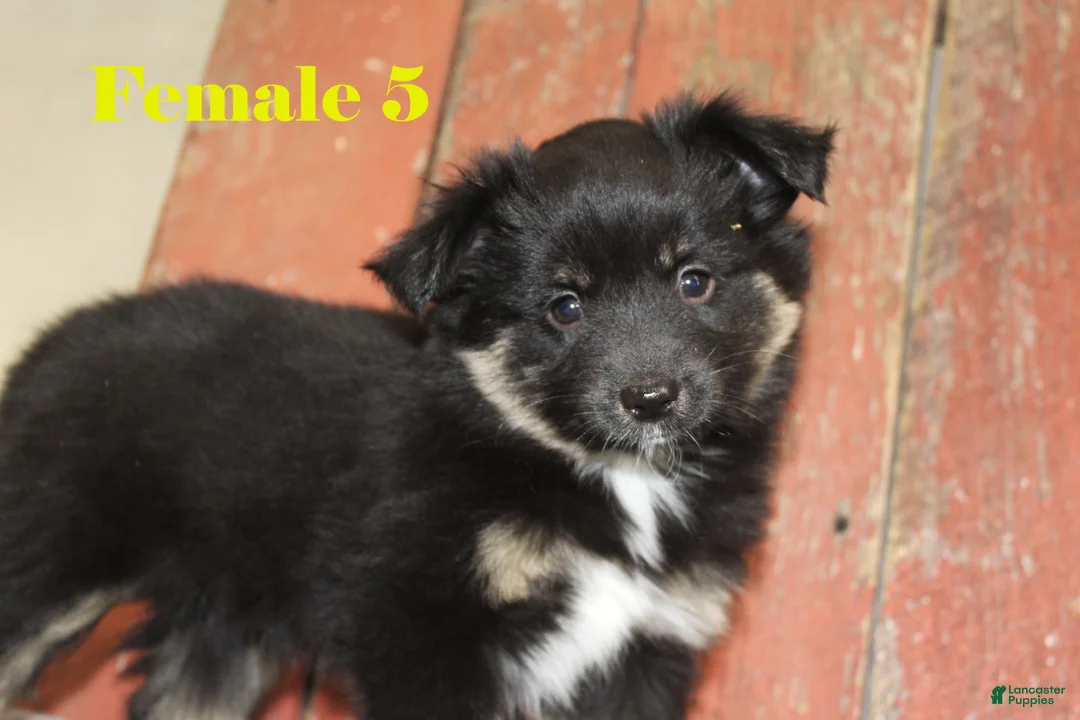 Miniature Australian Shepherd dogs for sale: Miniature Australian Shepherd Puppy 6 - Ad 3