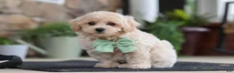 Maltipoo dogs for sale: Karl - Ad 7