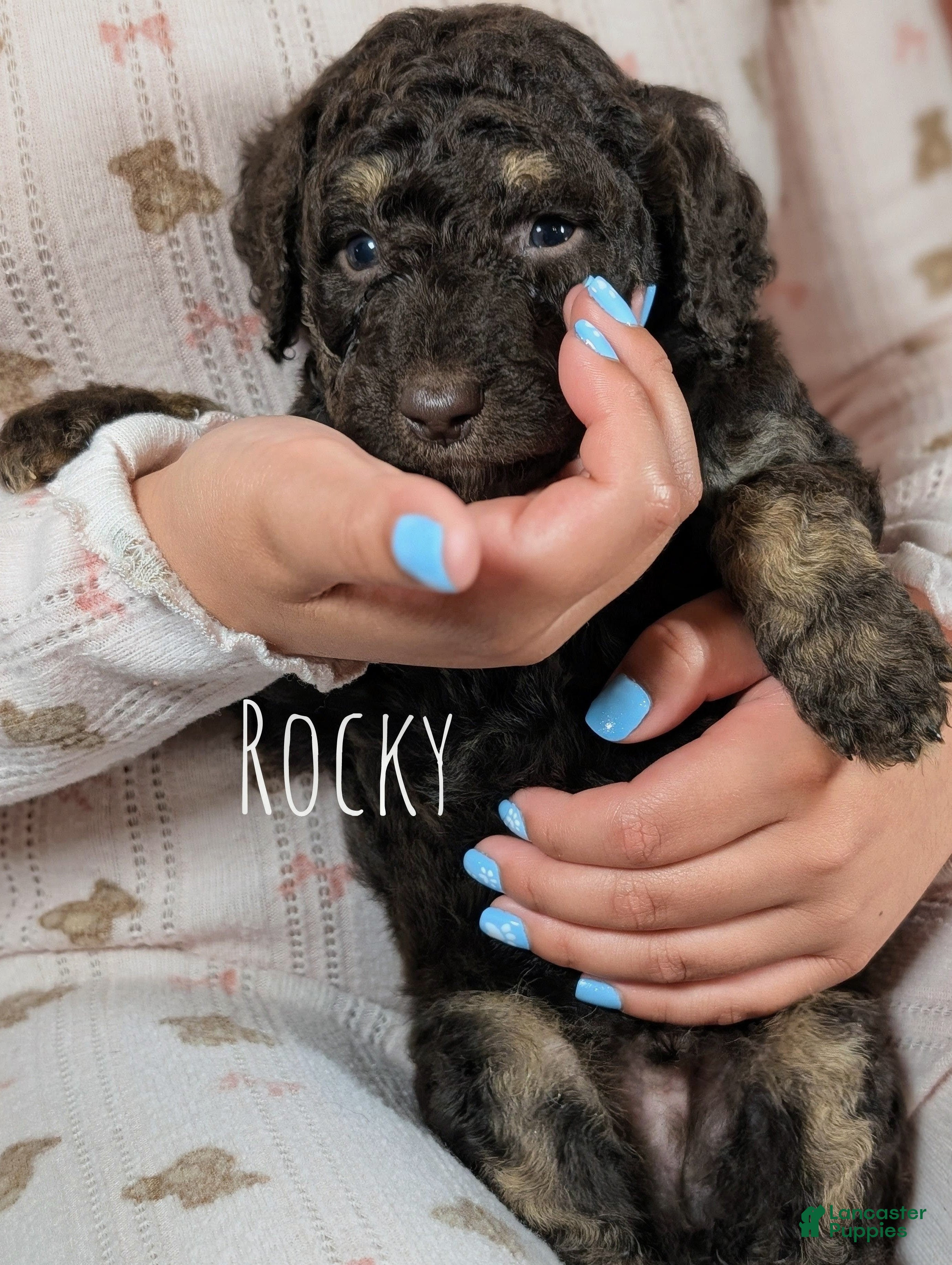 Mixed Breed dogs ROCKY - Ad 1