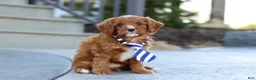Cavapoo dogs for sale: Mr. Bentley - Ad 14