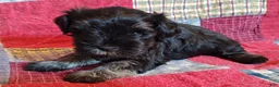Miniature Schnauzer dogs for sale: Boy 1 - Ad 6