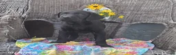 Labrador Retriever dogs for sale: Kathy - Ad 3