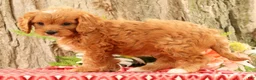 Cavapoo dogs for sale: Jenny - Ad 4