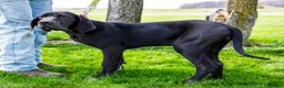 Great Dane dogs for sale: Carol - Ad 8