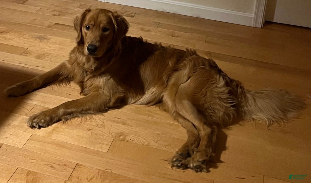 Golden Retriever dogs for stud: Golden Rays - Ad 5