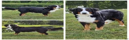 Mini Bernedoodle dogs for sale: Snorkel - Ad 5