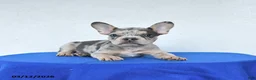 French Bulldog dogs for sale: Blossom - Ad 2