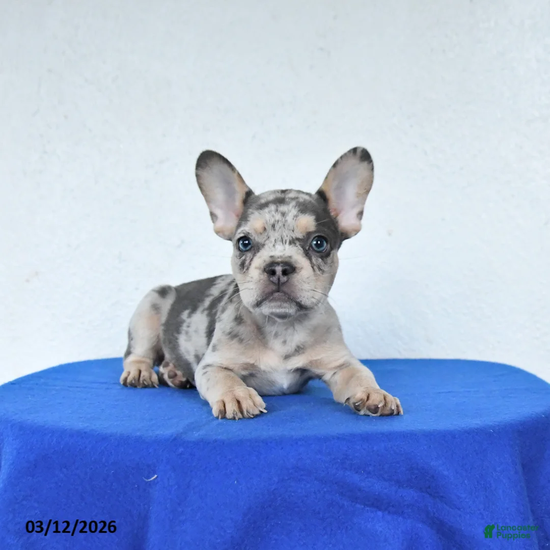 French Bulldog dogs for sale: Blossom - Ad 2