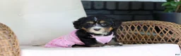 Mini Bernedoodle dogs for sale: Phoebe - Ad 8