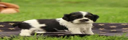 Cocker Spaniel dogs for sale: Hazel - Ad 6
