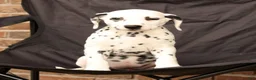 Dalmatian dogs for sale: Fran - Ad 7