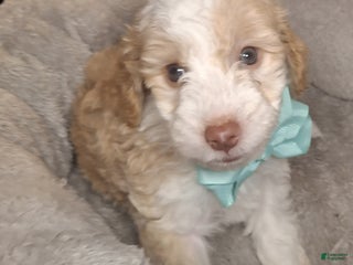 Mixed Breed dogs - Ad 20