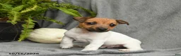 Jack Russell Terrier dogs for sale: Curious George - Ad 2
