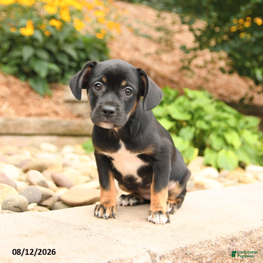 Mixed Breed dogs Precious - Ad 2