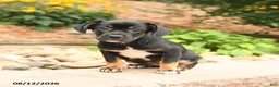 Mixed Breed dogs for sale: Precious - Ad 2