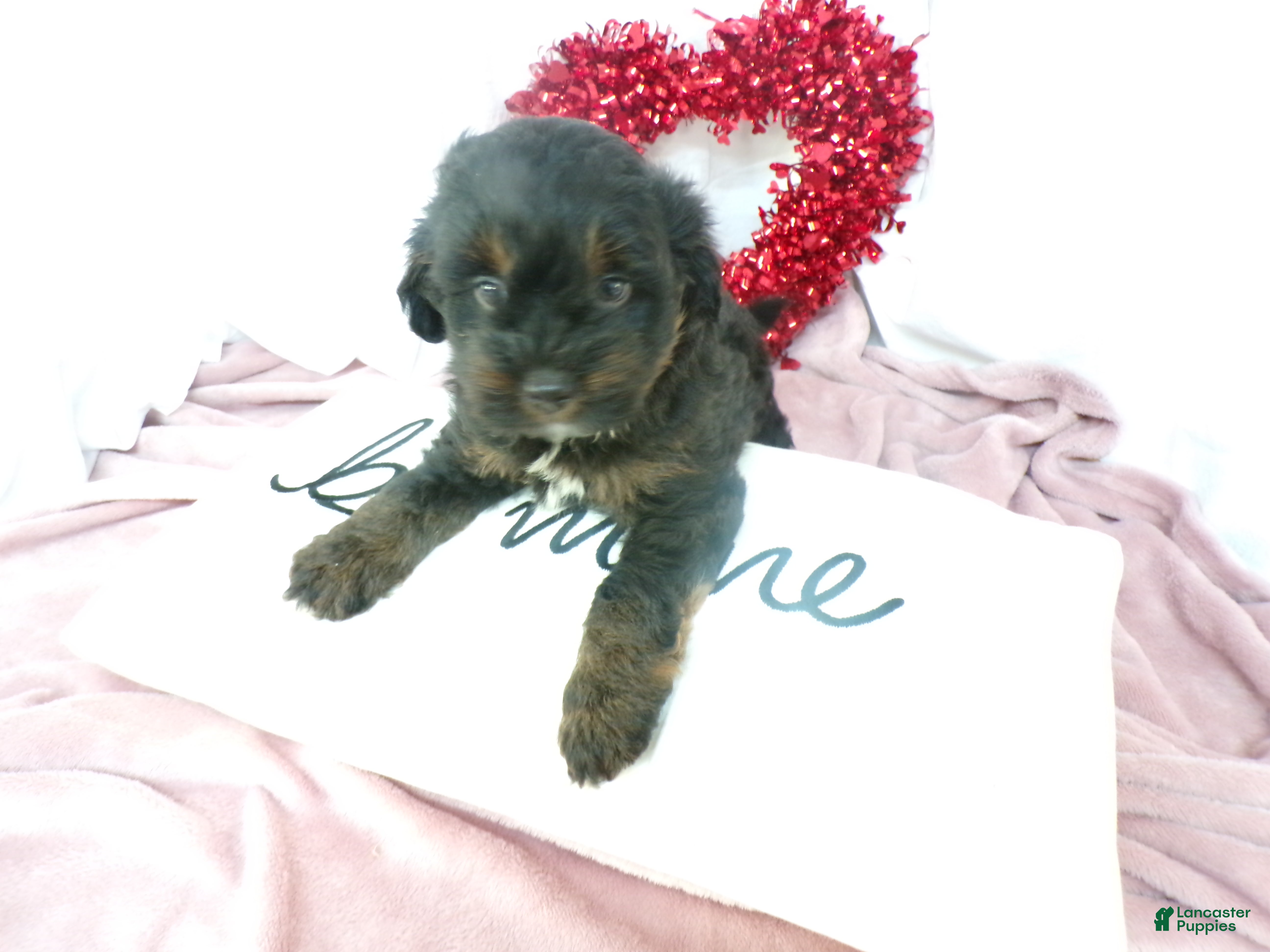 Mini Bernedoodle dogs Arthur - Ad 2