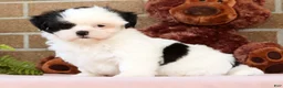 Shih Tzu dogs for sale: Gracie - Ad 4
