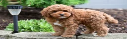 Miniature Poodle dogs for sale: Barney - Ad 6
