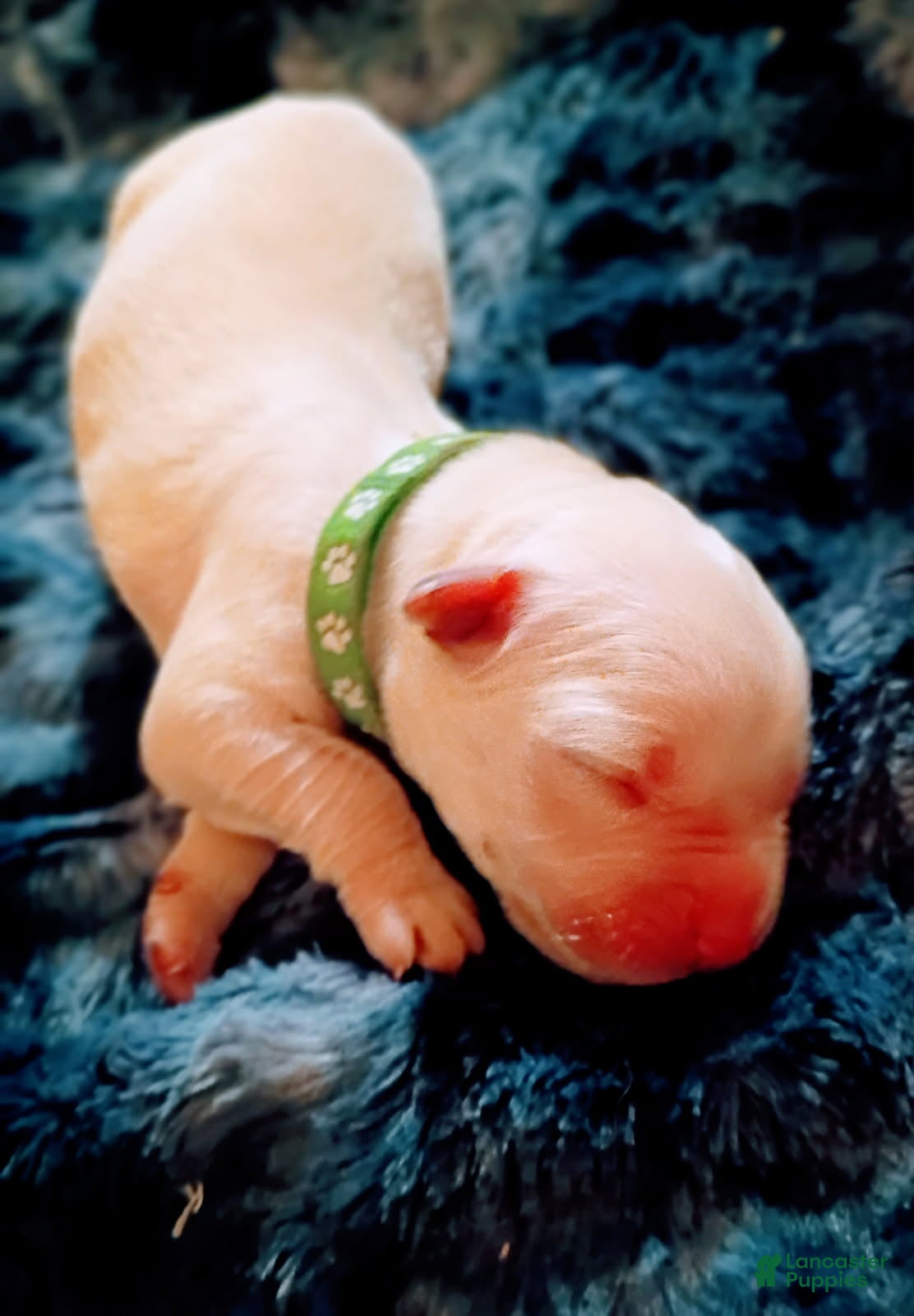 Golden Retriever dogs Green Boy - Ad 1