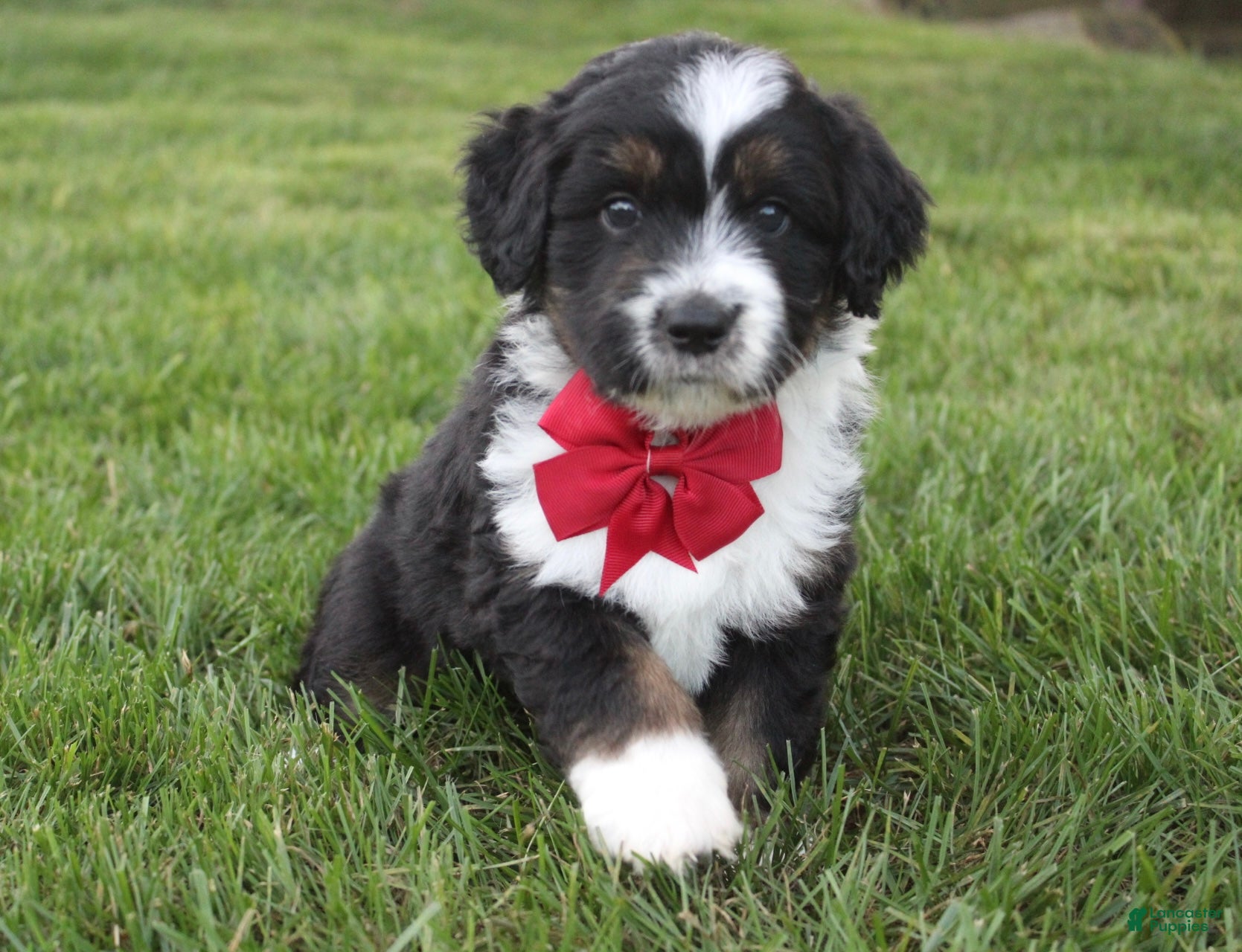 Mini Aussiedoodle dogs Karl 💎  - Ad 1