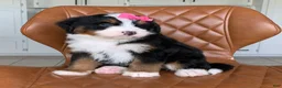 Bernedoodle dogs for sale: Chloe - Ad 3