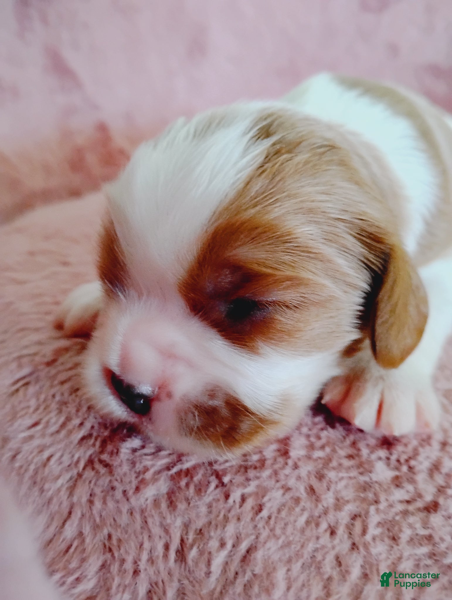 Cavalier King Charles Spaniel dogs Nugut - Ad 26