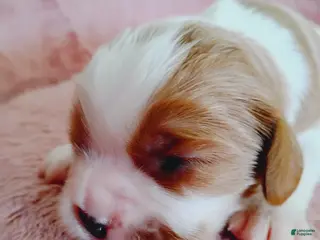 Cavalier King Charles Spaniel dogs Nugut - Ad 28