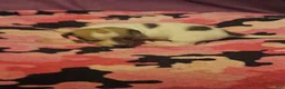 Chihuahua dogs for sale: Diane  - Ad 1