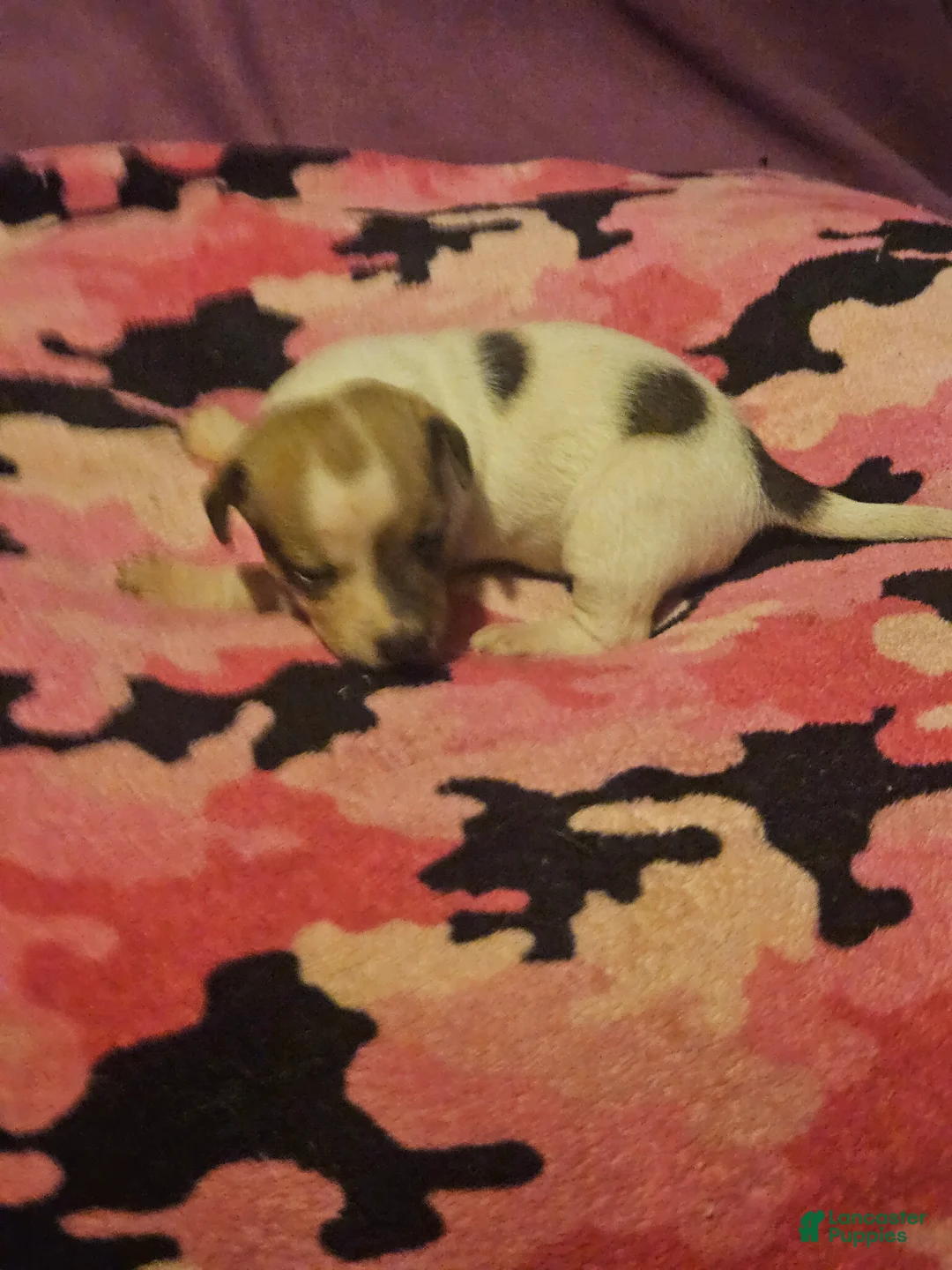 Chihuahua dogs for sale: Diane  - Ad 1