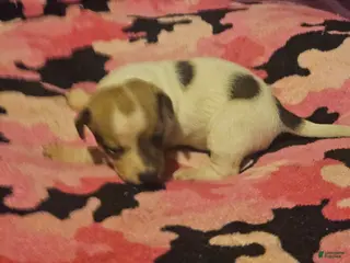 Chihuahua dogs Diane (T-Cup) - Ad 7