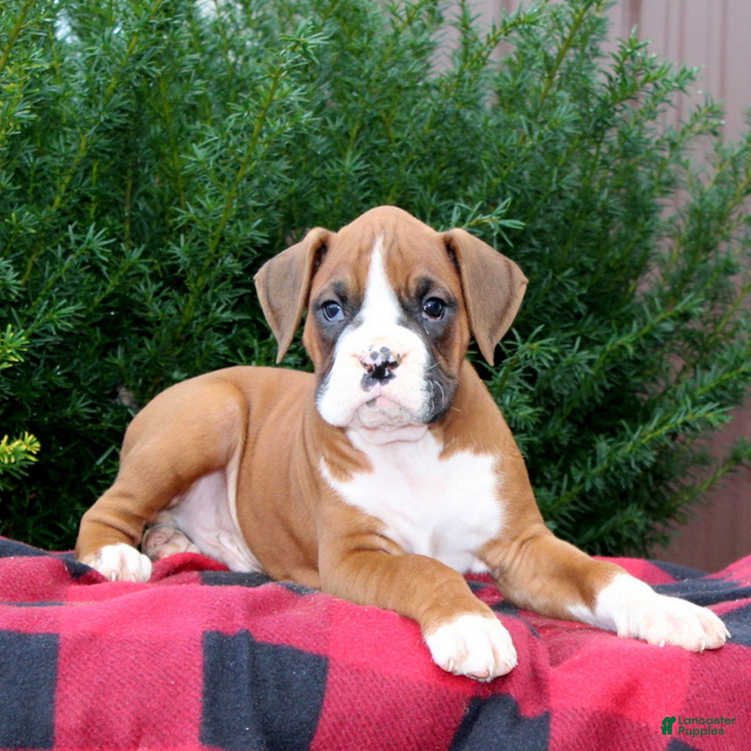 Boxer dogs for sale: Arnold  - Ad 3