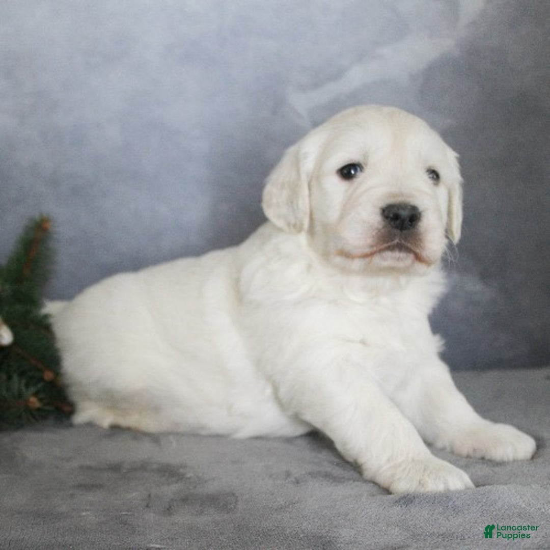 Golden Retriever dogs for sale: Alex - Ad 4