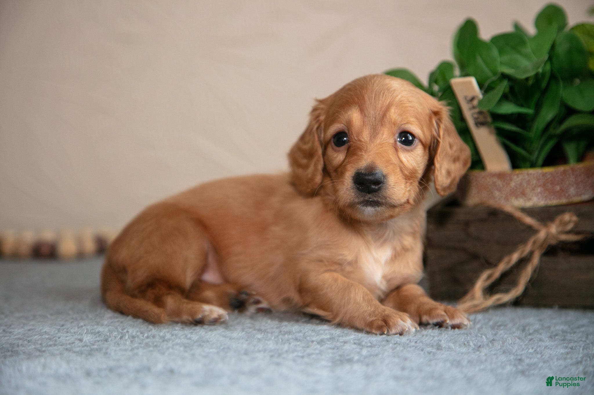 Miniature Dachshund dogs Princess - Ad 1
