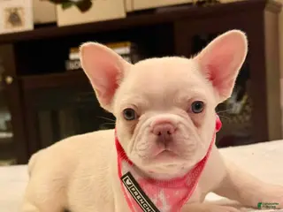 French Bulldog dogs 5 - Lilac Cream Female - Ad 39