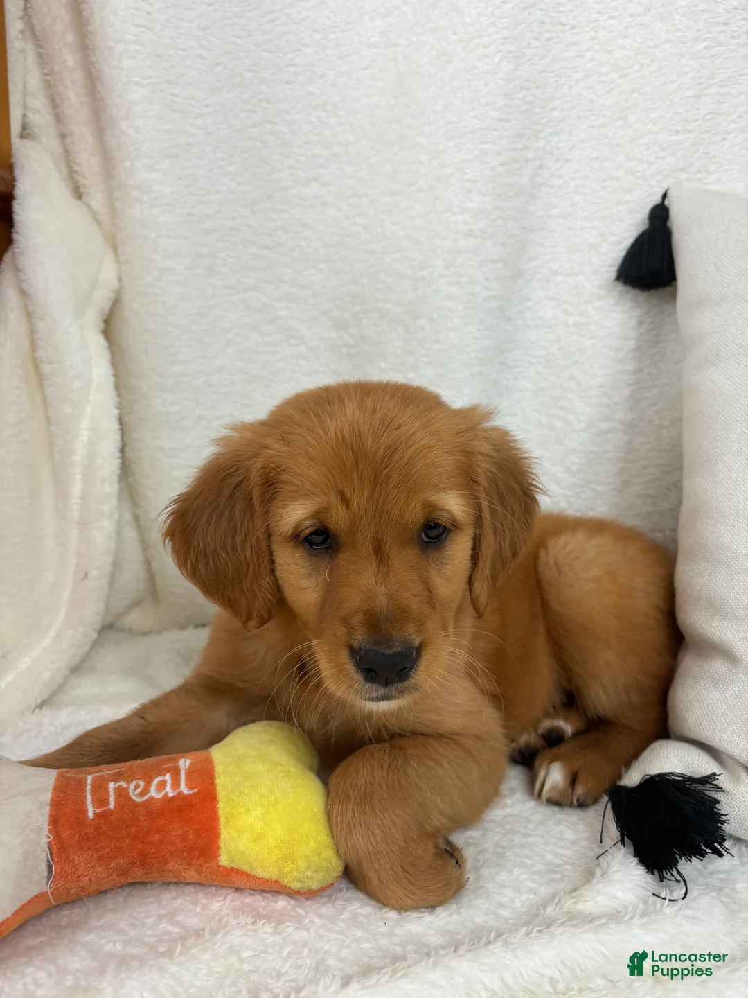 Golden Retriever dogs for sale: Ginger - Ad 1