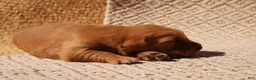 Golden Retriever dogs for sale: Daisy -AKC, Genetically Clear - Ad 74