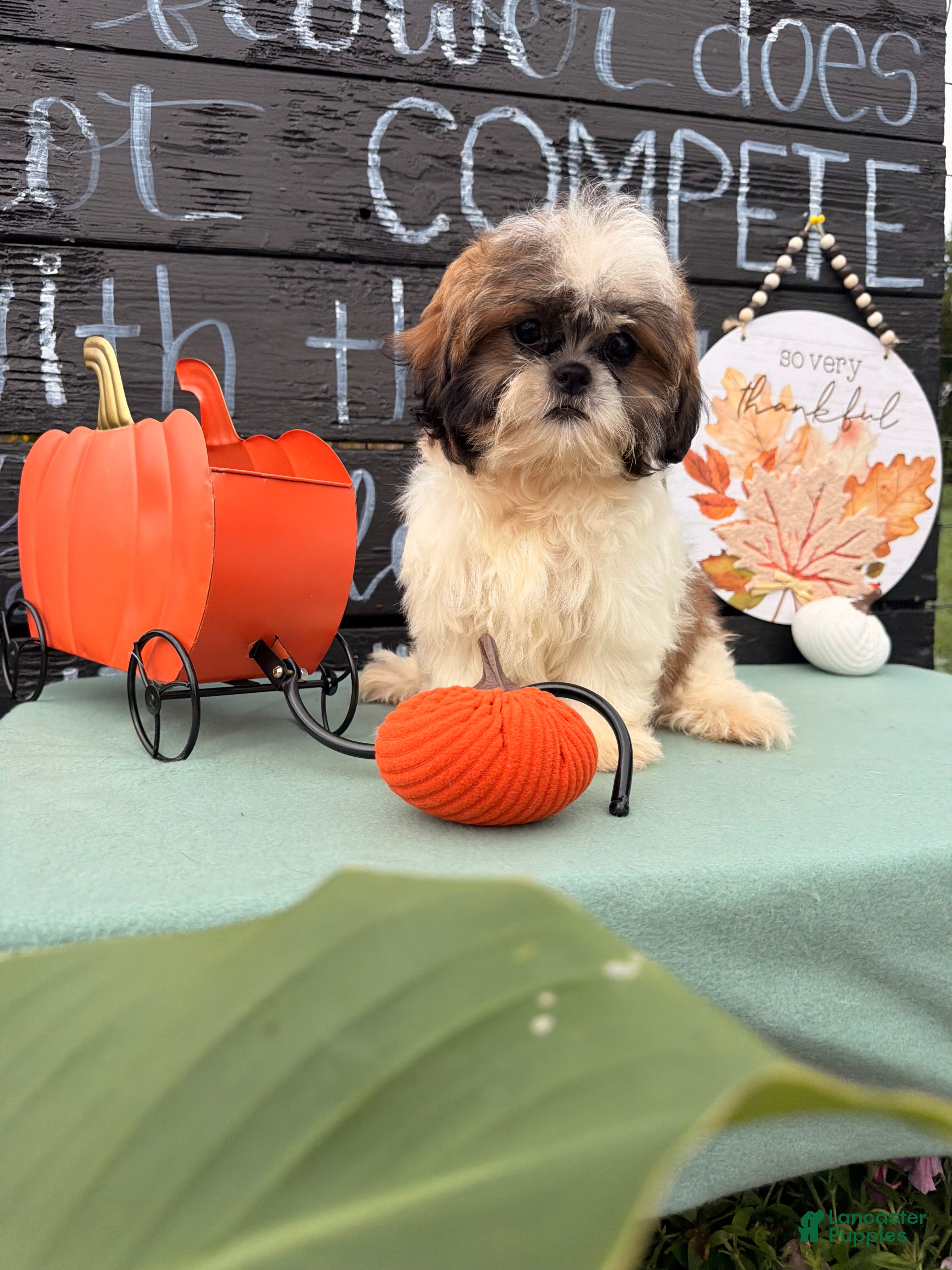 Shih Tzu dogs for sale: Queenie Shih Tzu  - Ad 2
