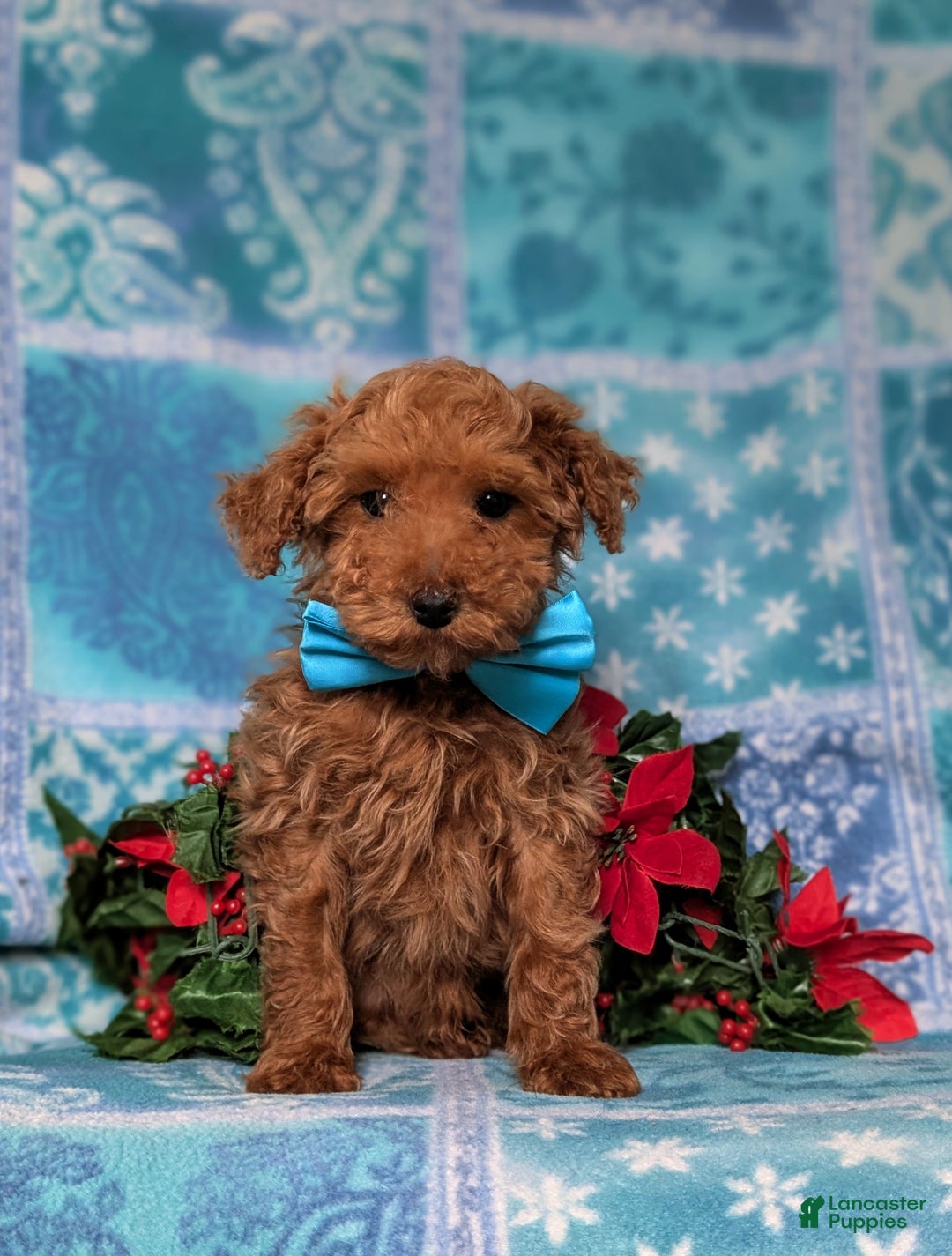 Toy Poodle dogs for sale: Tobie - Ad 4
