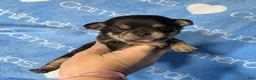 Chihuahua dogs for sale: Jed Short Coat - Ad 8