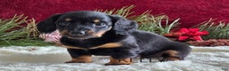 Miniature Dachshund dogs for sale: Kelly - Ad 2