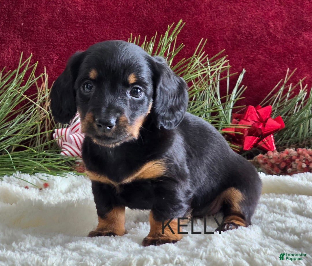 Miniature Dachshund dogs for sale: Kelly - Ad 2