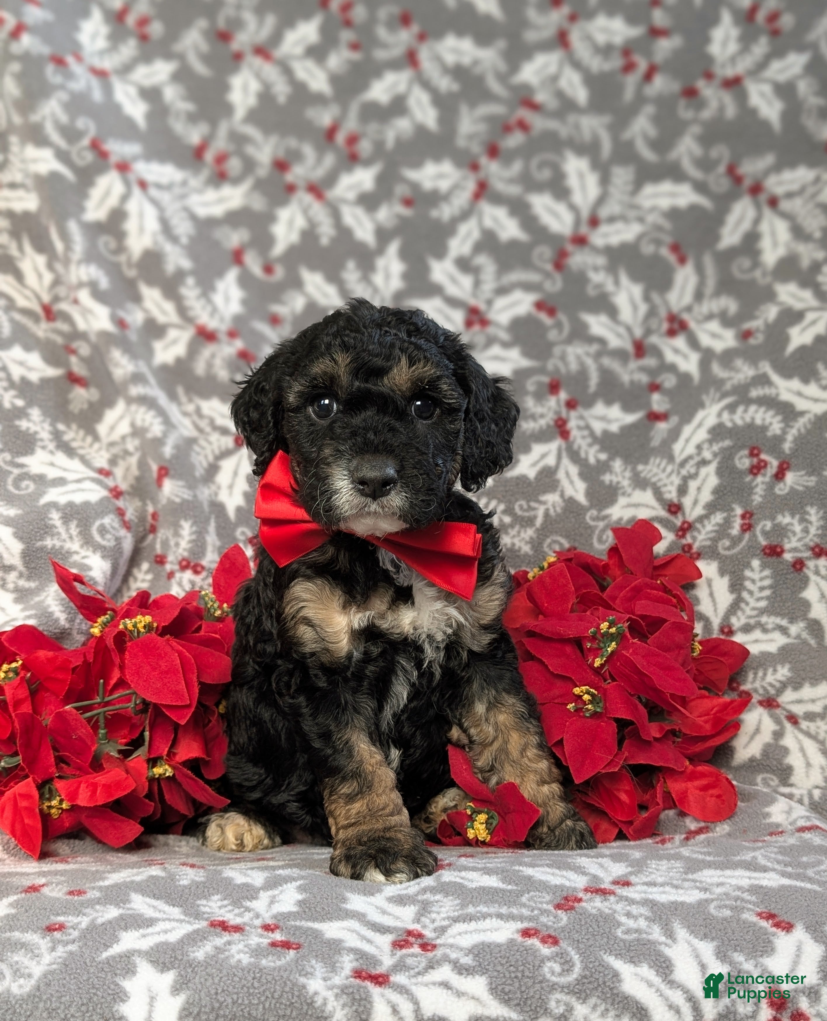 Cockapoo dogs Brent Hypoallergenic - Ad 4