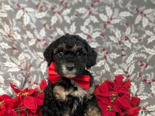 Cockapoo dogs Brent Hypoallergenic - Ad 16