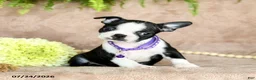 Boston Terrier dogs for sale: Dahlia - Ad 4